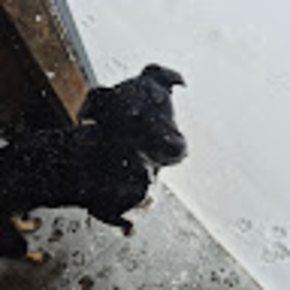 lillyisadog5674